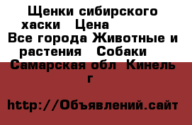 Щенки сибирского хаски › Цена ­ 12 000 - Все города Животные и растения » Собаки   . Самарская обл.,Кинель г.